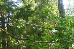 Kentucky deer hunting, western kentucky deer hunting, deer hunting, hunting, archery, Whitetail deer hunting, west ky whitetail hunting, kentucky whitetail outfitters, boone & crocket, food plots, deer food plots, chickory plots, lodging
