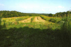 Kentucky deer hunting, western kentucky deer hunting, deer hunting, hunting, archery, Whitetail deer hunting, west ky whitetail hunting, kentucky whitetail outfitters, boone & crocket, food plots, deer food plots, chickory plots, lodging