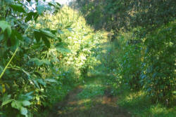 Kentucky deer hunting, western kentucky deer hunting, deer hunting, hunting, archery, Whitetail deer hunting, west ky whitetail hunting, kentucky whitetail outfitters, boone & crocket, food plots, deer food plots, chickory plots, lodging