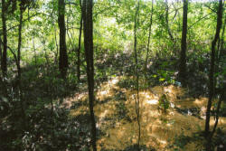 Kentucky deer hunting, western kentucky deer hunting, deer hunting, hunting, archery, Whitetail deer hunting, west ky whitetail hunting, kentucky whitetail outfitters, boone & crocket, food plots, deer food plots, chickory plots, lodging