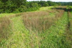 Kentucky deer hunting, western kentucky deer hunting, deer hunting, hunting, archery, Whitetail deer hunting, west ky whitetail hunting, kentucky whitetail outfitters, boone & crocket, food plots, deer food plots, chickory plots, lodging