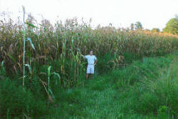 Kentucky deer hunting, western kentucky deer hunting, deer hunting, hunting, archery, Whitetail deer hunting, west ky whitetail hunting, kentucky whitetail outfitters, boone & crocket, food plots, deer food plots, chickory plots, lodging