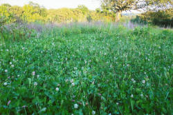 Kentucky deer hunting, western kentucky deer hunting, deer hunting, hunting, archery, Whitetail deer hunting, west ky whitetail hunting, kentucky whitetail outfitters, boone & crocket, food plots, deer food plots, chickory plots, lodging