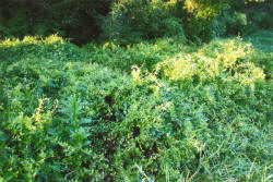 Kentucky deer hunting, western kentucky deer hunting, deer hunting, hunting, archery, Whitetail deer hunting, west ky whitetail hunting, kentucky whitetail outfitters, boone & crocket, food plots, deer food plots, chickory plots, lodging