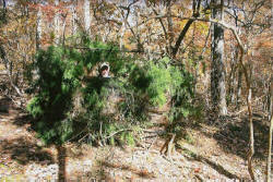 Kentucky deer hunting, western kentucky deer hunting, deer hunting, hunting, archery, Whitetail deer hunting, west ky whitetail hunting, kentucky whitetail outfitters, boone & crocket, food plots, deer food plots, chickory plots, lodging