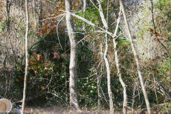 Kentucky deer hunting, western kentucky deer hunting, deer hunting, hunting, archery, Whitetail deer hunting, west ky whitetail hunting, kentucky whitetail outfitters, boone & crocket, food plots, deer food plots, chickory plots, lodging