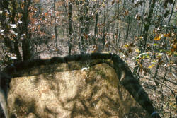 Kentucky deer hunting, western kentucky deer hunting, deer hunting, hunting, archery, Whitetail deer hunting, west ky whitetail hunting, kentucky whitetail outfitters, boone & crocket, food plots, deer food plots, chickory plots, lodging