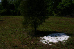 Kentucky deer hunting, western kentucky deer hunting, deer hunting, hunting, archery, Whitetail deer hunting, west ky whitetail hunting, kentucky whitetail outfitters, boone & crocket, food plots, deer food plots, chickory plots, lodging