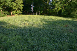 Kentucky deer hunting, western kentucky deer hunting, deer hunting, hunting, archery, Whitetail deer hunting, west ky whitetail hunting, kentucky whitetail outfitters, boone & crocket, food plots, deer food plots, chickory plots, lodging