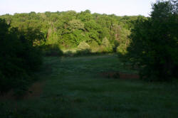 Kentucky deer hunting, western kentucky deer hunting, deer hunting, hunting, archery, Whitetail deer hunting, west ky whitetail hunting, kentucky whitetail outfitters, boone & crocket, food plots, deer food plots, chickory plots, lodging