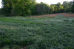 Kentucky deer hunting, western kentucky deer hunting, deer hunting, hunting, archery, Whitetail deer hunting, west ky whitetail hunting, kentucky whitetail outfitters, boone & crocket, food plots, deer food plots, chickory plots, lodging