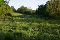 Kentucky deer hunting, western kentucky deer hunting, deer hunting, hunting, archery, Whitetail deer hunting, west ky whitetail hunting, kentucky whitetail outfitters, boone & crocket, food plots, deer food plots, chickory plots, lodging