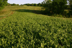 Kentucky deer hunting, western kentucky deer hunting, deer hunting, hunting, archery, Whitetail deer hunting, west ky whitetail hunting, kentucky whitetail outfitters, boone & crocket, food plots, deer food plots, chickory plots, lodging