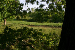 Kentucky deer hunting, western kentucky deer hunting, deer hunting, hunting, archery, Whitetail deer hunting, west ky whitetail hunting, kentucky whitetail outfitters, boone & crocket, food plots, deer food plots, chickory plots, lodging