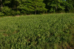 Kentucky deer hunting, western kentucky deer hunting, deer hunting, hunting, archery, Whitetail deer hunting, west ky whitetail hunting, kentucky whitetail outfitters, boone & crocket, food plots, deer food plots, chickory plots, lodging
