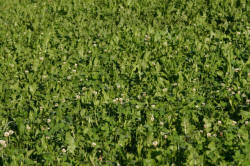 Kentucky deer hunting, western kentucky deer hunting, deer hunting, hunting, archery, Whitetail deer hunting, west ky whitetail hunting, kentucky whitetail outfitters, boone & crocket, food plots, deer food plots, chickory plots, lodging