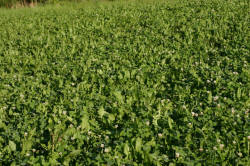 Kentucky deer hunting, western kentucky deer hunting, deer hunting, hunting, archery, Whitetail deer hunting, west ky whitetail hunting, kentucky whitetail outfitters, boone & crocket, food plots, deer food plots, chickory plots, lodging