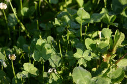 Kentucky deer hunting, western kentucky deer hunting, deer hunting, hunting, archery, Whitetail deer hunting, west ky whitetail hunting, kentucky whitetail outfitters, boone & crocket, food plots, deer food plots, chickory plots, lodging