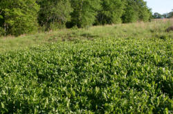 Kentucky deer hunting, western kentucky deer hunting, deer hunting, hunting, archery, Whitetail deer hunting, west ky whitetail hunting, kentucky whitetail outfitters, boone & crocket, food plots, deer food plots, chickory plots, lodging