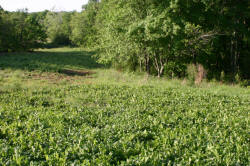 Kentucky deer hunting, western kentucky deer hunting, deer hunting, hunting, archery, Whitetail deer hunting, west ky whitetail hunting, kentucky whitetail outfitters, boone & crocket, food plots, deer food plots, chickory plots, lodging