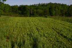 Kentucky deer hunting, western kentucky deer hunting, deer hunting, hunting, archery, Whitetail deer hunting, west ky whitetail hunting, kentucky whitetail outfitters, boone & crocket, food plots, deer food plots, chickory plots, lodging