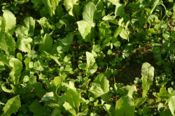 Kentucky deer hunting, western kentucky deer hunting, deer hunting, hunting, archery, Whitetail deer hunting, west ky whitetail hunting, kentucky whitetail outfitters, boone & crocket, food plots, deer food plots, chickory plots, lodging