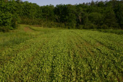 Kentucky deer hunting, western kentucky deer hunting, deer hunting, hunting, archery, Whitetail deer hunting, west ky whitetail hunting, kentucky whitetail outfitters, boone & crocket, food plots, deer food plots, chickory plots, lodging