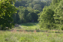 Kentucky deer hunting, western kentucky deer hunting, deer hunting, hunting, archery, Whitetail deer hunting, west ky whitetail hunting, kentucky whitetail outfitters, boone & crocket, food plots, deer food plots, chickory plots, lodging