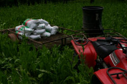 Kentucky deer hunting, western kentucky deer hunting, deer hunting, hunting, archery, Whitetail deer hunting, west ky whitetail hunting, kentucky whitetail outfitters, boone & crocket, food plots, deer food plots, chickory plots, lodging