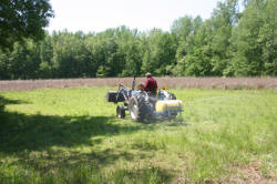 Kentucky deer hunting, western kentucky deer hunting, deer hunting, hunting, archery, Whitetail deer hunting, west ky whitetail hunting, kentucky whitetail outfitters, boone & crocket, food plots, deer food plots, chickory plots, lodging