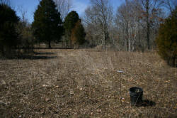 Kentucky deer hunting, western kentucky deer hunting, deer hunting, hunting, archery, Whitetail deer hunting, west ky whitetail hunting, kentucky whitetail outfitters, boone & crocket, food plots, deer food plots, chickory plots, lodging