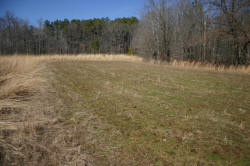 Kentucky deer hunting, western kentucky deer hunting, deer hunting, hunting, archery, Whitetail deer hunting, west ky whitetail hunting, kentucky whitetail outfitters, boone & crocket, food plots, deer food plots, chickory plots, lodging