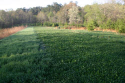 Kentucky deer hunting, western kentucky deer hunting, deer hunting, hunting, archery, Whitetail deer hunting, west ky whitetail hunting, kentucky whitetail outfitters, boone & crocket, food plots, deer food plots, chickory plots, lodging