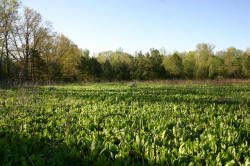 Kentucky deer hunting, western kentucky deer hunting, deer hunting, hunting, archery, Whitetail deer hunting, west ky whitetail hunting, kentucky whitetail outfitters, boone & crocket, food plots, deer food plots, chickory plots, lodging