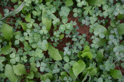 Kentucky deer hunting, western kentucky deer hunting, deer hunting, hunting, archery, Whitetail deer hunting, west ky whitetail hunting, kentucky whitetail outfitters, boone & crocket, food plots, deer food plots, chickory plots, lodging