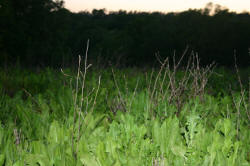 Kentucky deer hunting, western kentucky deer hunting, deer hunting, hunting, archery, Whitetail deer hunting, west ky whitetail hunting, kentucky whitetail outfitters, boone & crocket, food plots, deer food plots, chickory plots, lodging