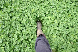 Kentucky deer hunting, western kentucky deer hunting, deer hunting, hunting, archery, Whitetail deer hunting, west ky whitetail hunting, kentucky whitetail outfitters, boone & crocket, food plots, deer food plots, chickory plots, lodging
