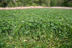 Kentucky deer hunting, western kentucky deer hunting, deer hunting, hunting, archery, Whitetail deer hunting, west ky whitetail hunting, kentucky whitetail outfitters, boone & crocket, food plots, deer food plots, chickory plots, lodging