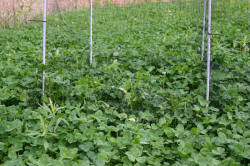 Kentucky deer hunting, western kentucky deer hunting, deer hunting, hunting, archery, Whitetail deer hunting, west ky whitetail hunting, kentucky whitetail outfitters, boone & crocket, food plots, deer food plots, chickory plots, lodging