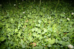 Kentucky deer hunting, western kentucky deer hunting, deer hunting, hunting, archery, Whitetail deer hunting, west ky whitetail hunting, kentucky whitetail outfitters, boone & crocket, food plots, deer food plots, chickory plots, lodging