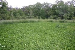 Kentucky deer hunting, western kentucky deer hunting, deer hunting, hunting, archery, Whitetail deer hunting, west ky whitetail hunting, kentucky whitetail outfitters, boone & crocket, food plots, deer food plots, chickory plots, lodging