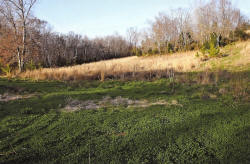 Kentucky deer hunting, western kentucky deer hunting, deer hunting, hunting, archery, Whitetail deer hunting, west ky whitetail hunting, kentucky whitetail outfitters, boone & crocket, food plots, deer food plots, chickory plots, lodging