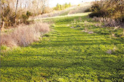 Kentucky deer hunting, western kentucky deer hunting, deer hunting, hunting, archery, Whitetail deer hunting, west ky whitetail hunting, kentucky whitetail outfitters, boone & crocket, food plots, deer food plots, chickory plots, lodging
