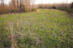 Kentucky deer hunting, western kentucky deer hunting, deer hunting, hunting, archery, Whitetail deer hunting, west ky whitetail hunting, kentucky whitetail outfitters, boone & crocket, food plots, deer food plots, chickory plots, lodging