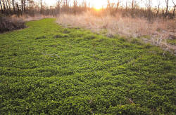 Kentucky deer hunting, western kentucky deer hunting, deer hunting, hunting, archery, Whitetail deer hunting, west ky whitetail hunting, kentucky whitetail outfitters, boone & crocket, food plots, deer food plots, chickory plots, lodging