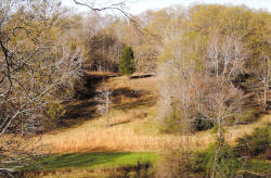 Kentucky deer hunting, western kentucky deer hunting, deer hunting, hunting, archery, Whitetail deer hunting, west ky whitetail hunting, kentucky whitetail outfitters, boone & crocket, food plots, deer food plots, chickory plots, lodging