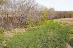 Kentucky deer hunting, western kentucky deer hunting, deer hunting, hunting, archery, Whitetail deer hunting, west ky whitetail hunting, kentucky whitetail outfitters, boone & crocket, food plots, deer food plots, chickory plots, lodging