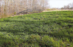 Kentucky deer hunting, western kentucky deer hunting, deer hunting, hunting, archery, Whitetail deer hunting, west ky whitetail hunting, kentucky whitetail outfitters, boone & crocket, food plots, deer food plots, chickory plots, lodging