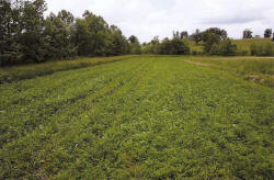 Kentucky deer hunting, western kentucky deer hunting, deer hunting, hunting, archery, Whitetail deer hunting, west ky whitetail hunting, kentucky whitetail outfitters, boone & crocket, food plots, deer food plots, chickory plots, lodging