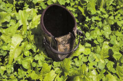 Kentucky deer hunting, western kentucky deer hunting, deer hunting, hunting, archery, Whitetail deer hunting, west ky whitetail hunting, kentucky whitetail outfitters, boone & crocket, food plots, deer food plots, chickory plots, lodging